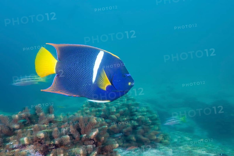 King angelfish