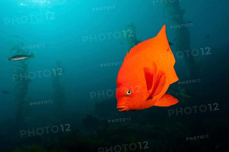 Garibaldi