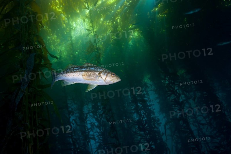 Kelp perch in kelp forest