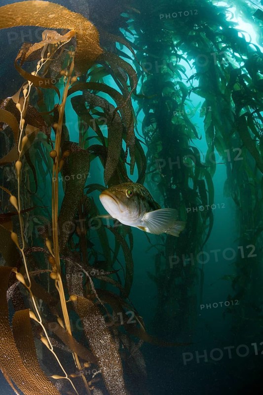 Kelp Bass