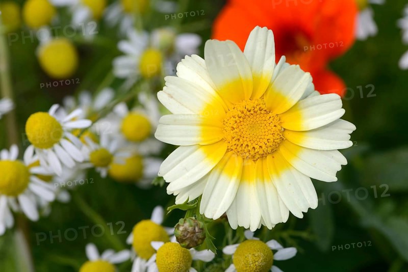 Chrysanthemum