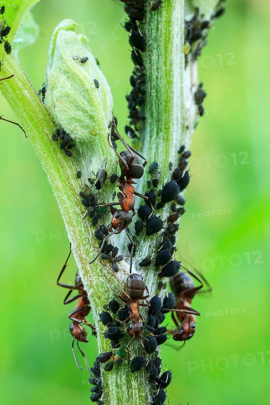 Great Red Wood Ant