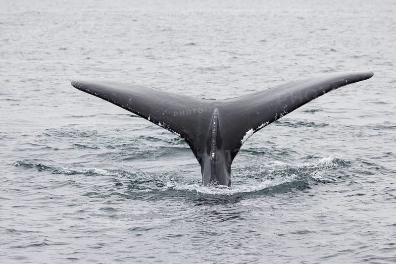 Humpback whale