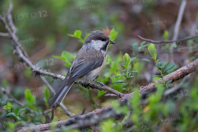 Grey-headed Chickadee