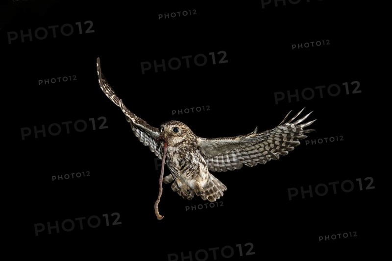 Little owl