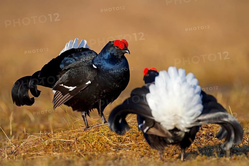 Black grouse