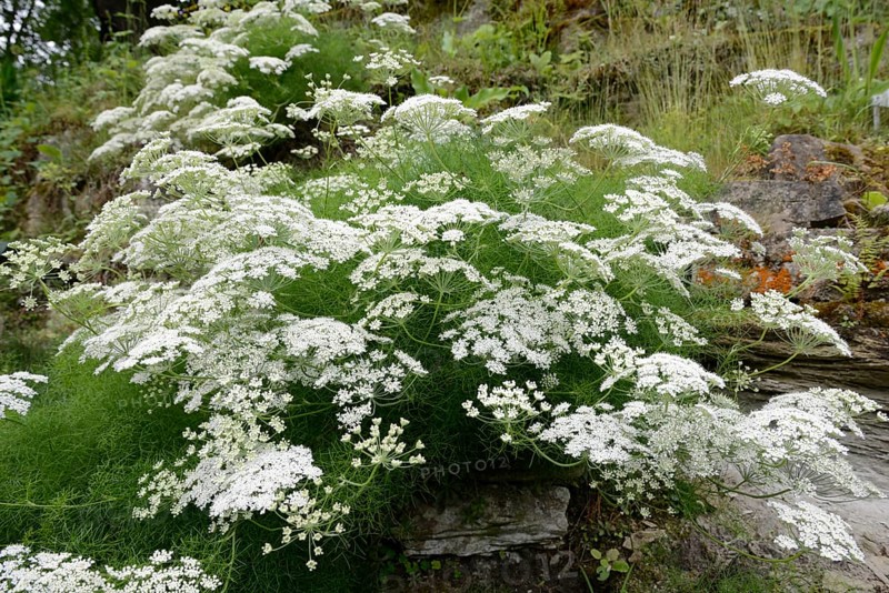Meum athamanticum