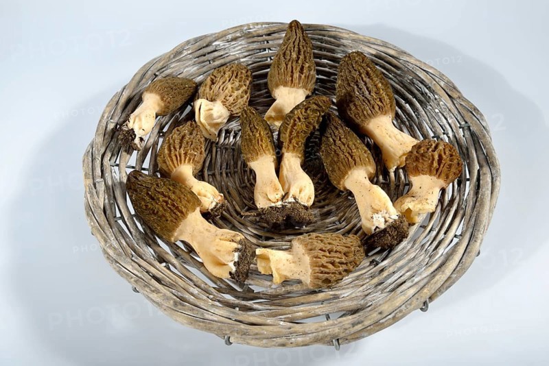 Black morel
