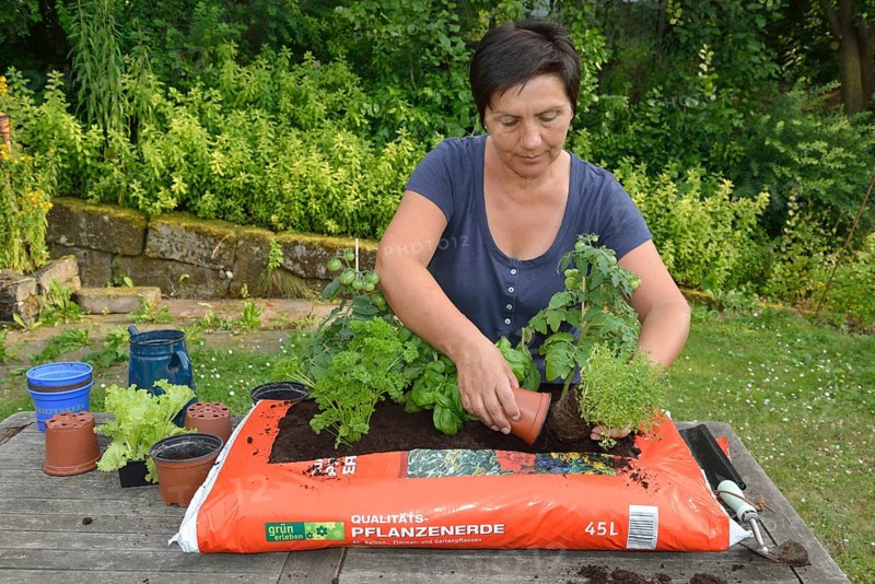 Bag of garden soil planted with tomatoes and cruciferous plants