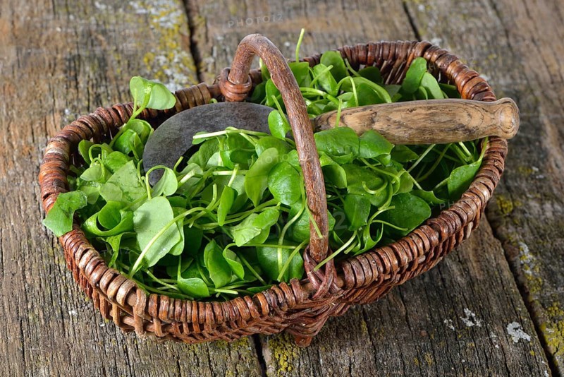 Winter purslane