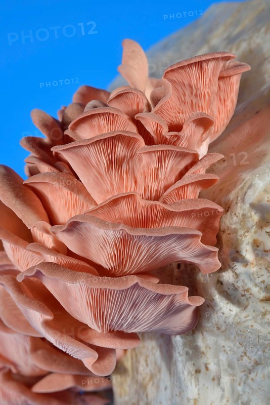 Pink oyster mushroom