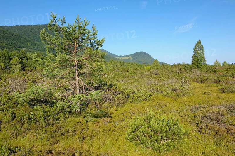 Moorland