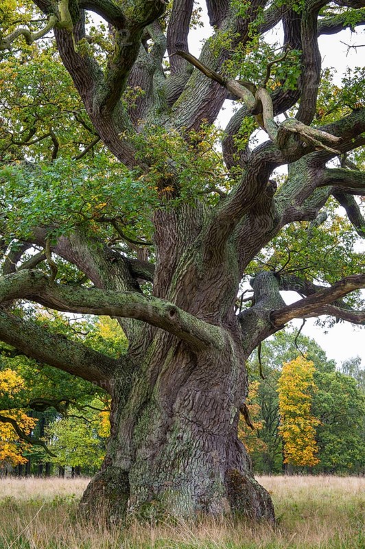 Old Oak