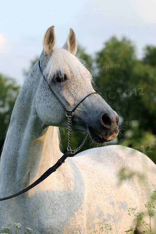 Arabian thoroughbred