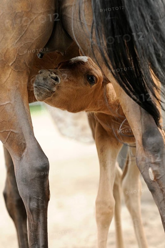 Arabian thoroughbred