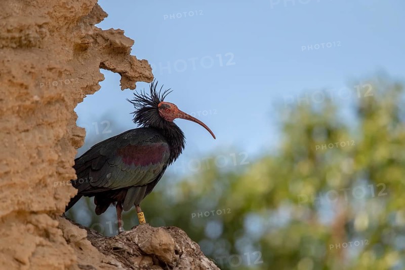 Northern bald ibis