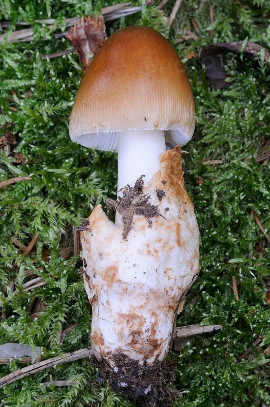Auburn vaginal streak