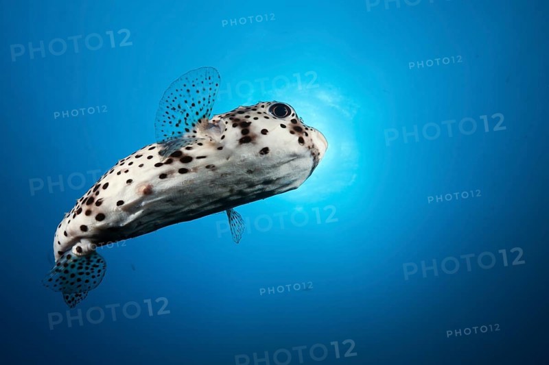 Common Porcupinefish