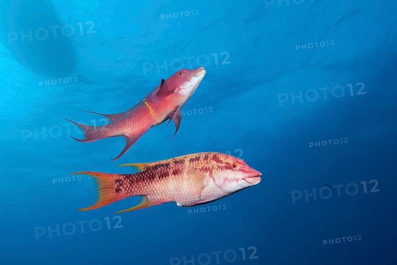 Mexican hogfishes