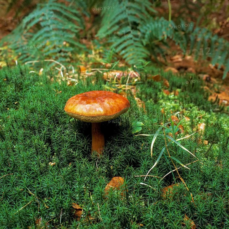 Bay bolete