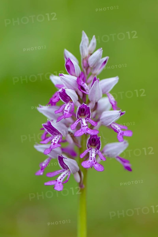 Military orchid