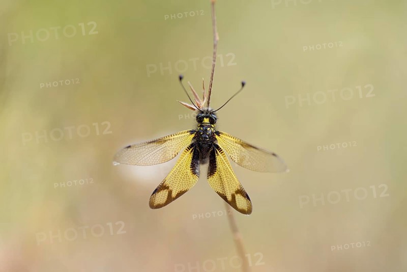 Cretan butterfly shad