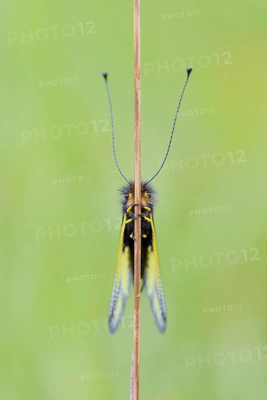 Dragonfly butterfly