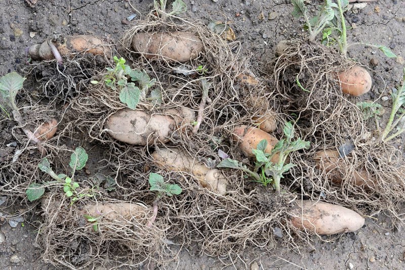Potatoes