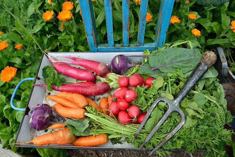 Carrots