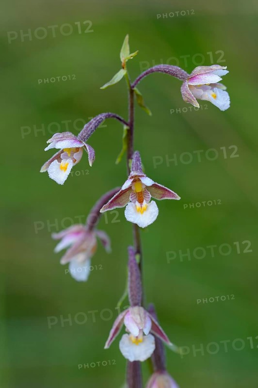 Marsh hellebore