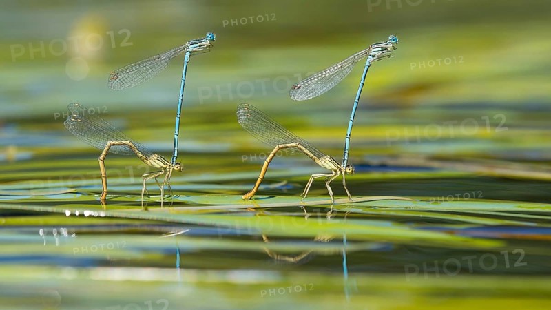 White-legged damselflies