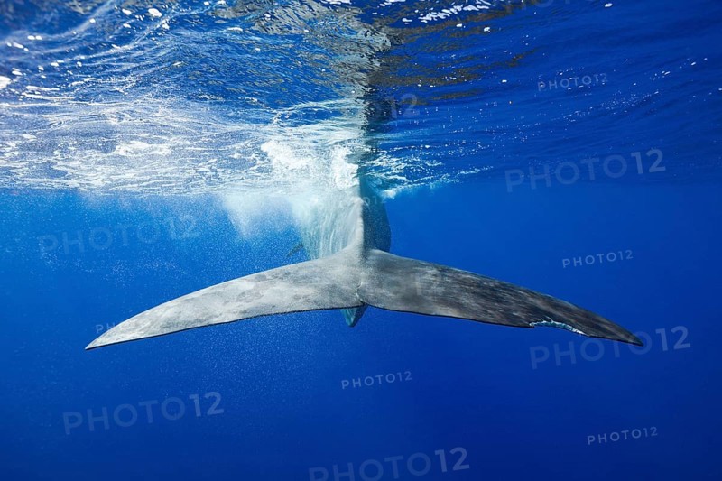 Sperm whale
