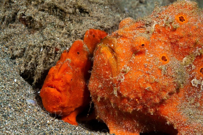 Pair of orange round-spotted frogfishes