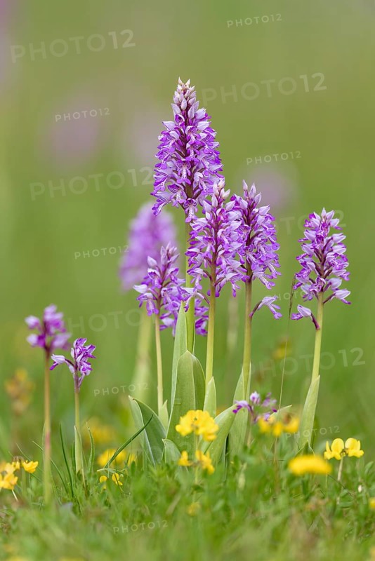 Military orchid