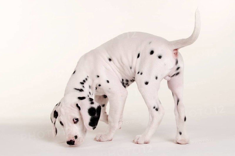 Dalmatian