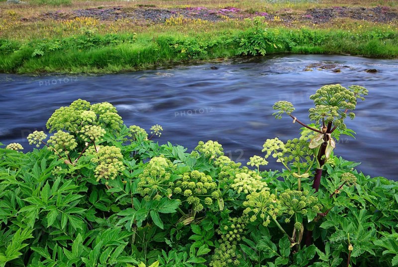 Norwegian angelica