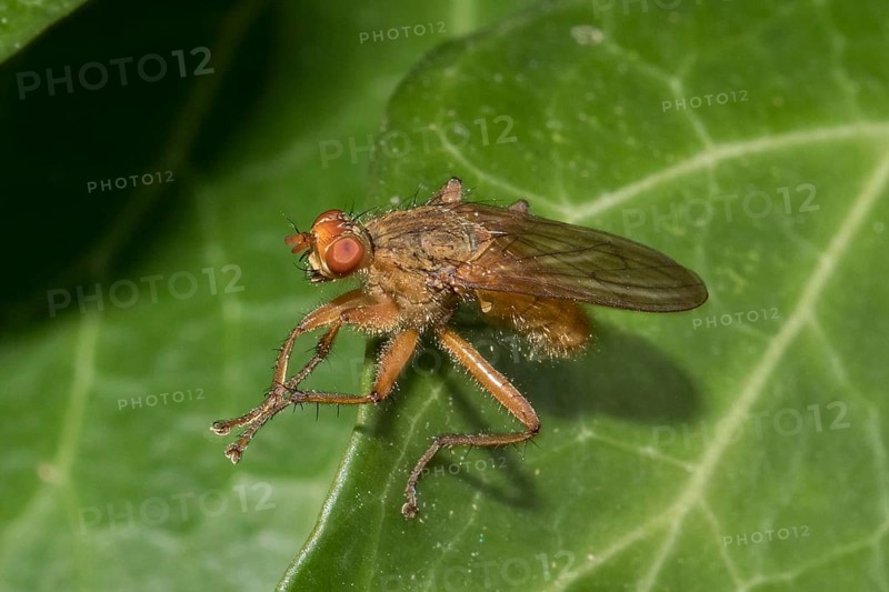 Dung fly
