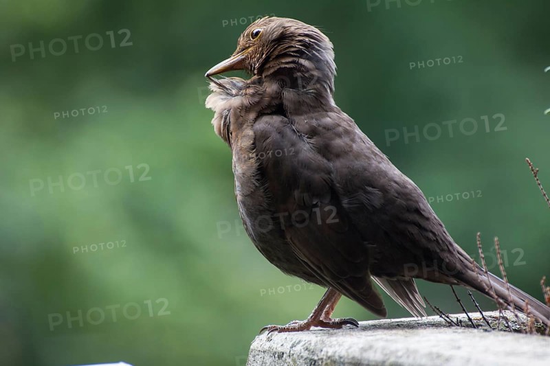 Blackbird
