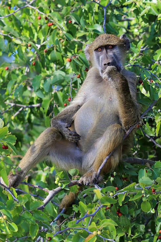 Chacma baboon
