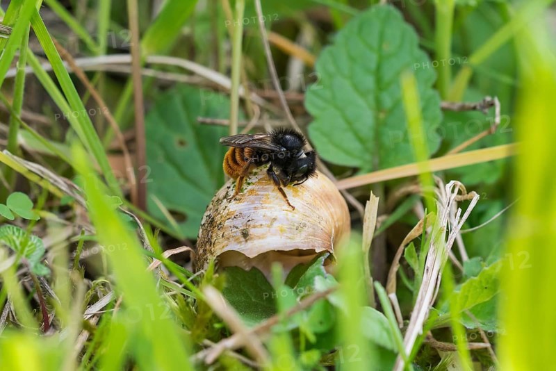Bicoloured snail shell mason bee