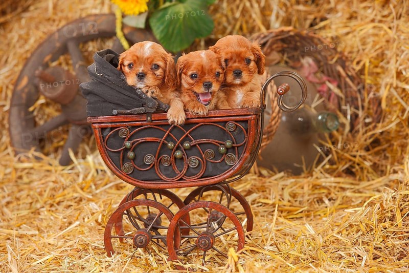 Cavalier King Charles Spaniel