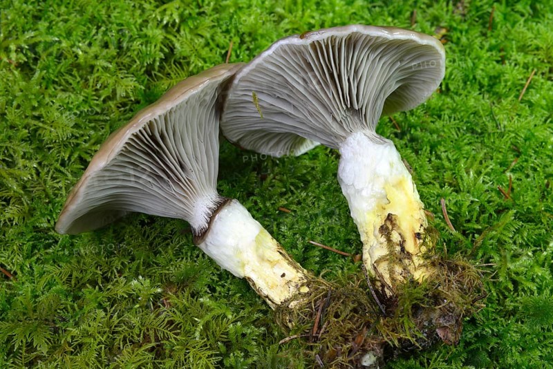 Slimy spike-cap