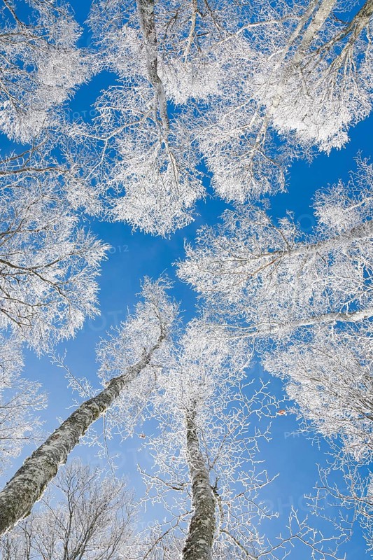 Tree tops of deep snow covered beech forest against blue sky in Neuchatel Jura