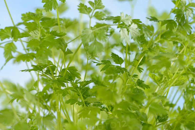 Garden chervil