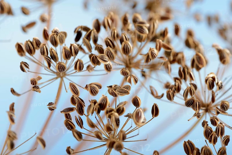 Dill