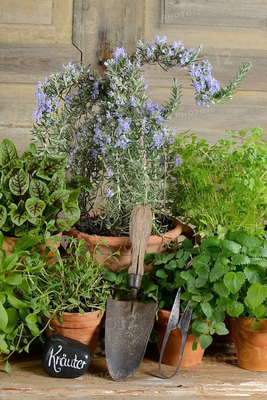 Different herbs