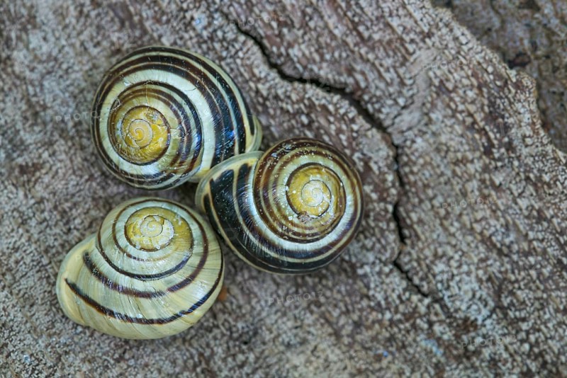 Grove snailn