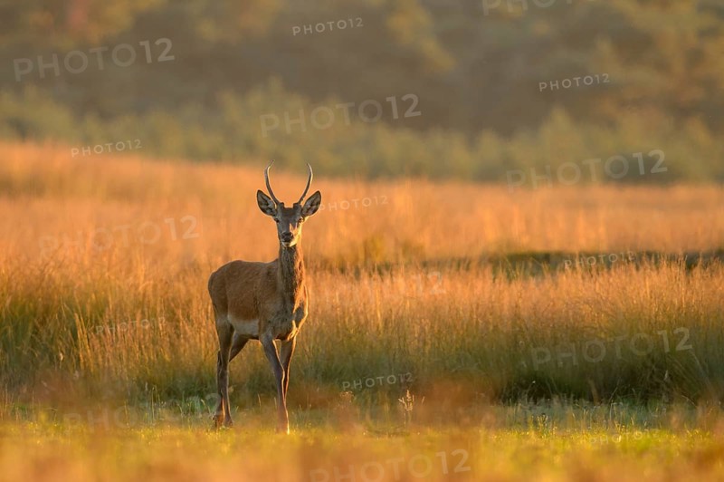 Red deer