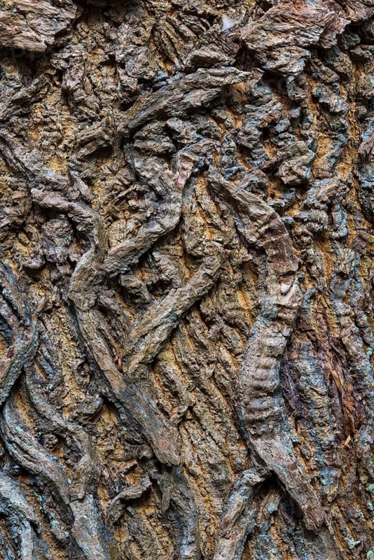 Oaksbark