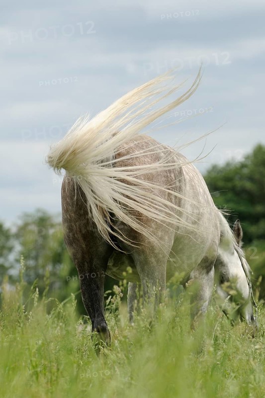 Arabian thoroughbred